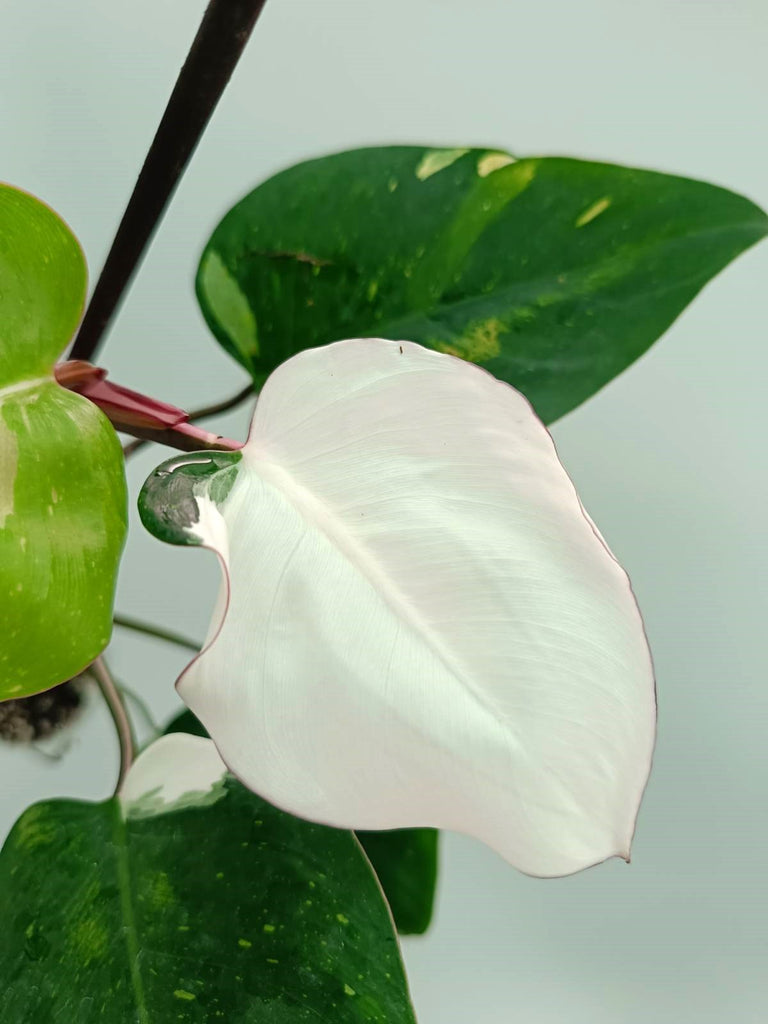 Philodendron white princess 