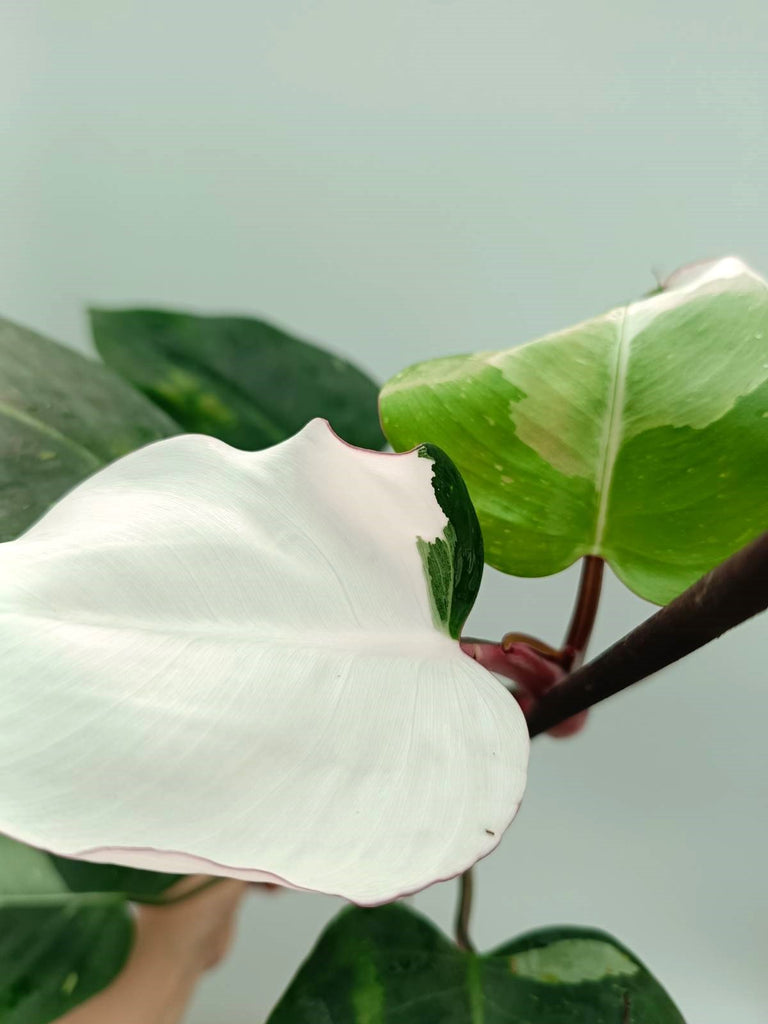 Philodendron white princess 