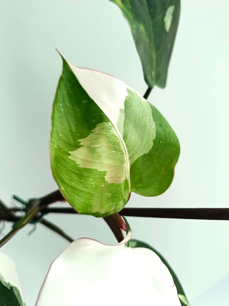 Philodendron white princess 