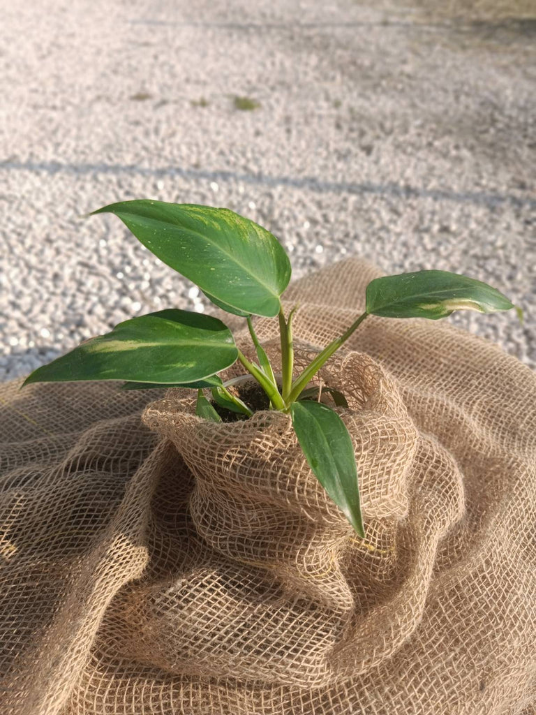 Philodendron white princess