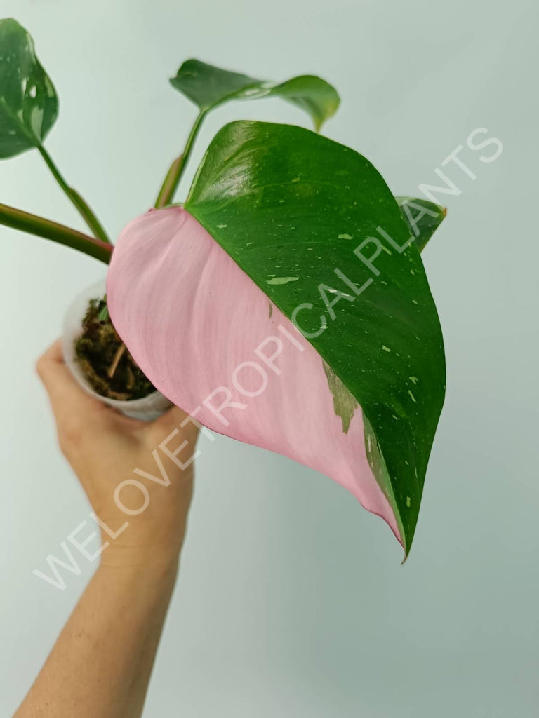 Philodendron white princess tricolor