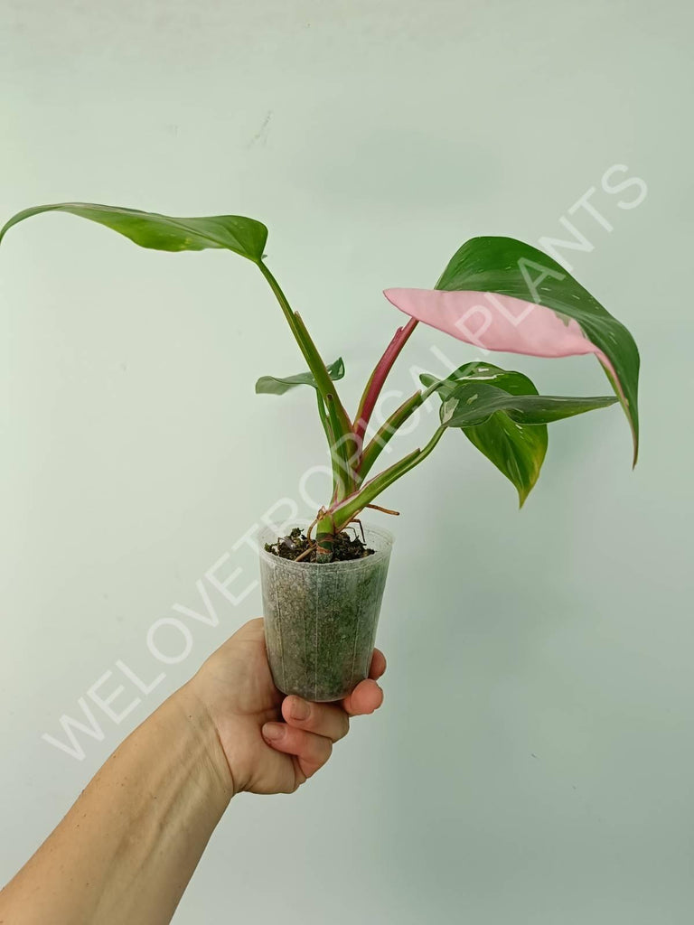 Philodendron white princess tricolor