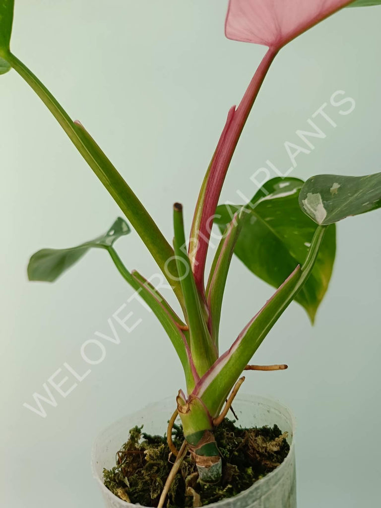 Philodendron white princess tricolor