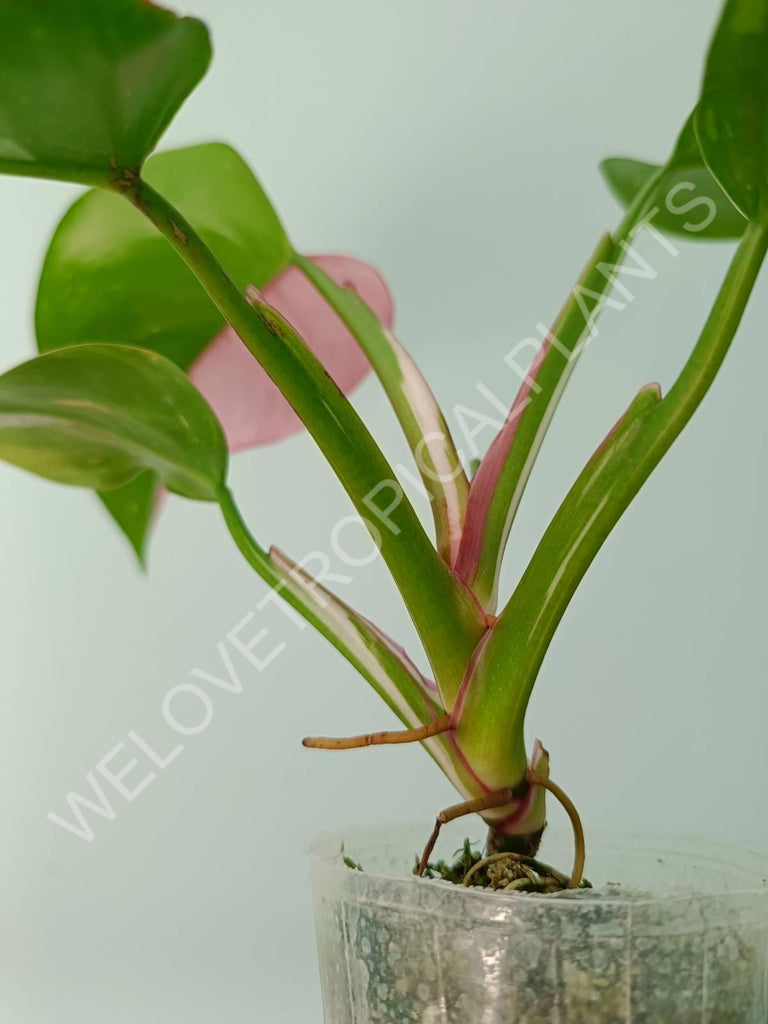 Philodendron white princess tricolor