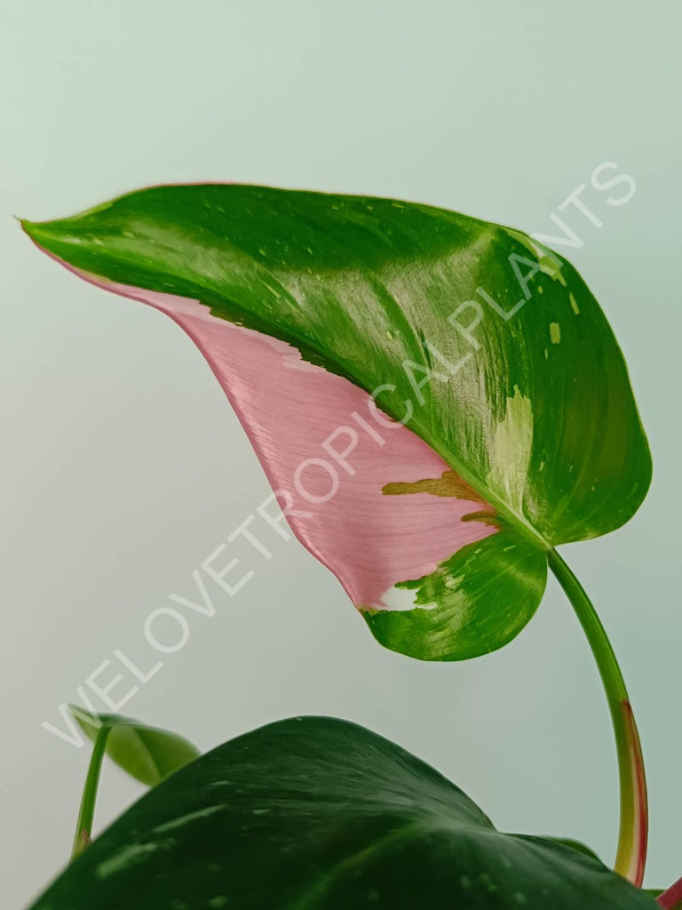 Philodendron white princess tricolor