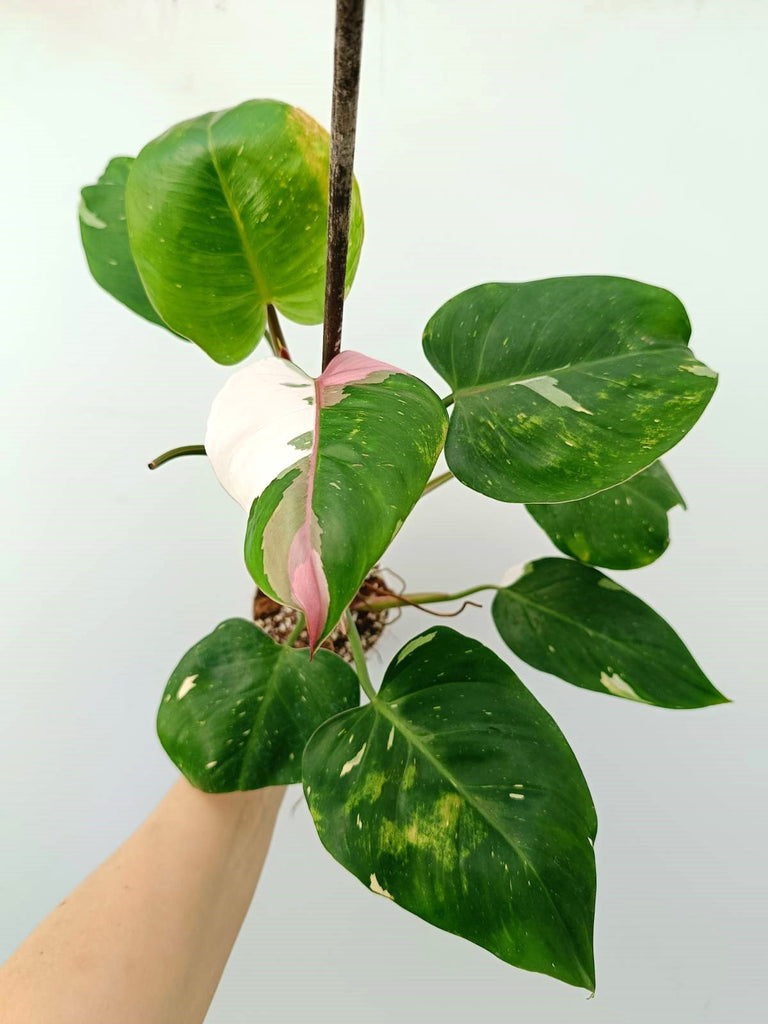 Philodendron white princess tricolor