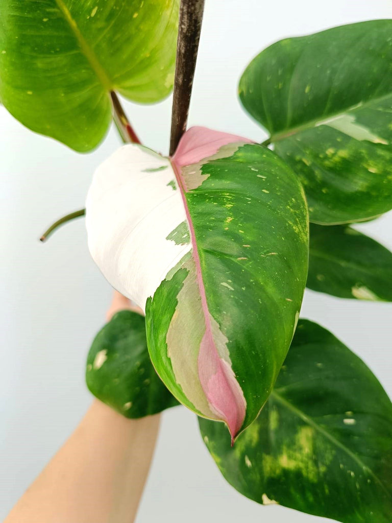 Philodendron white princess tricolor