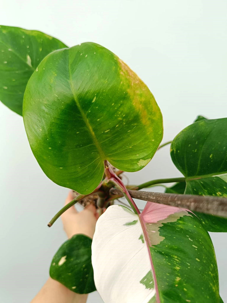 Philodendron white princess tricolor