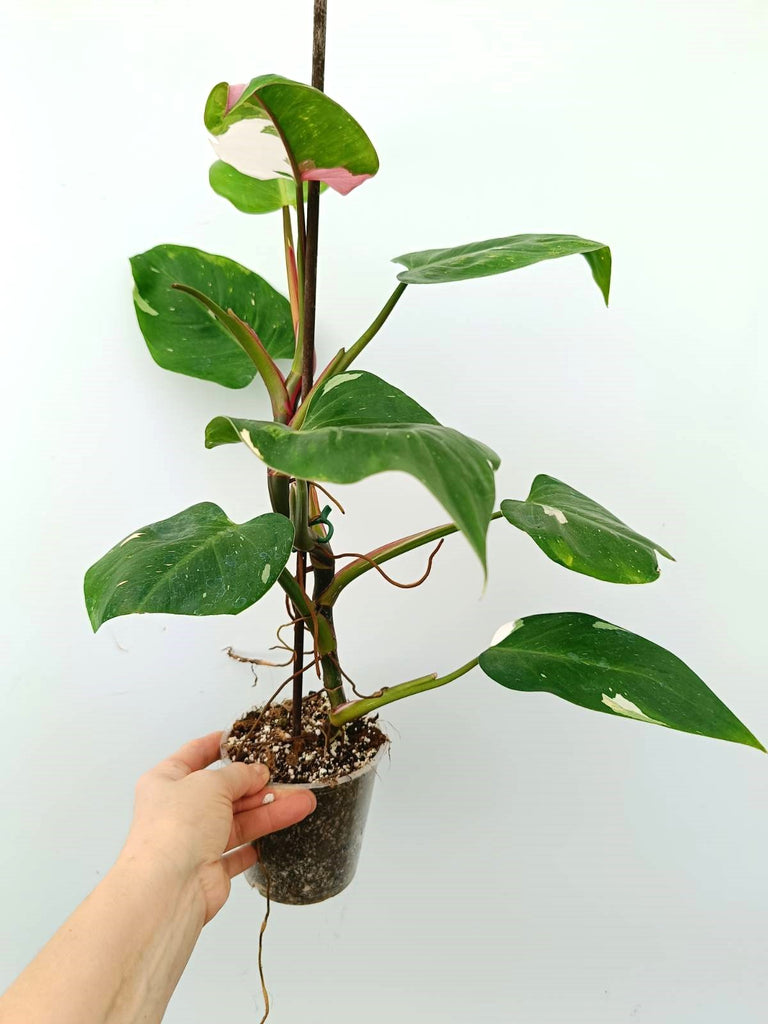 Philodendron white princess tricolor