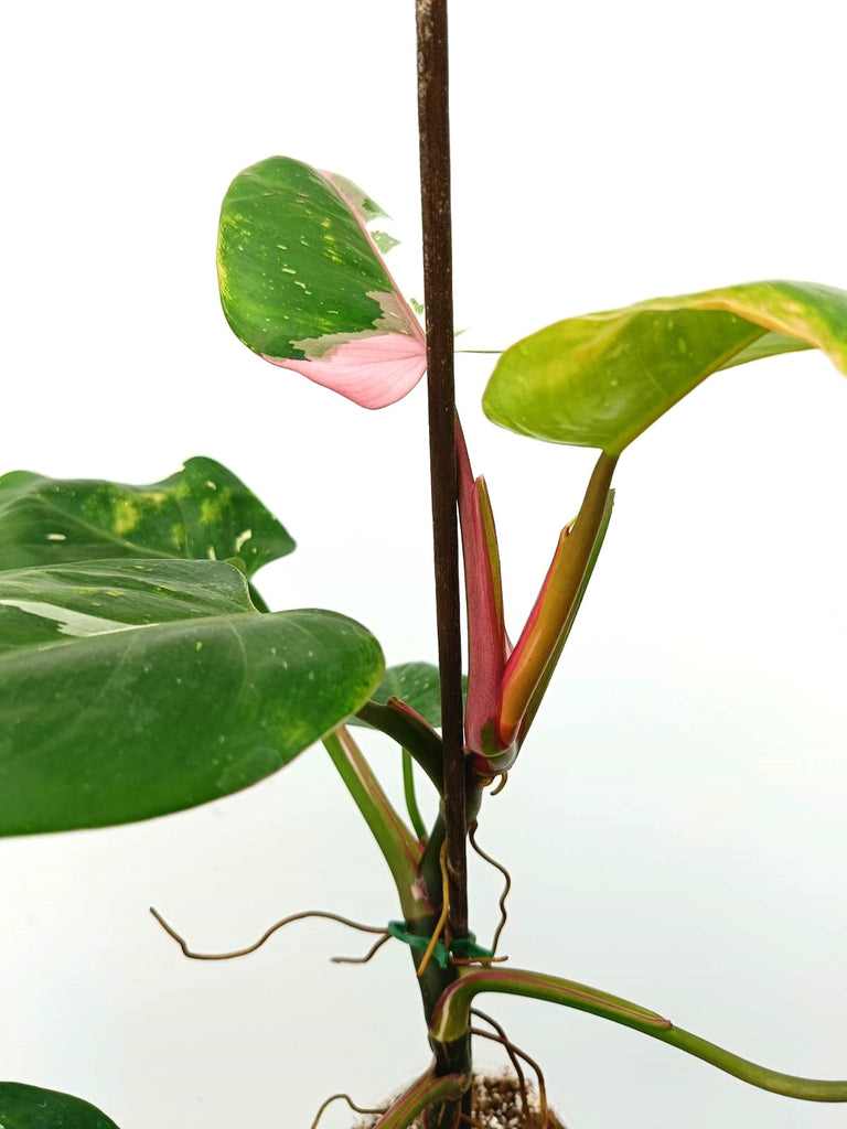 Philodendron white princess tricolor