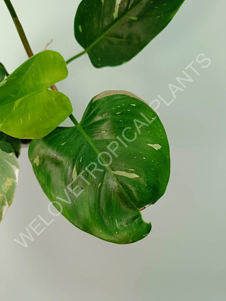 Philodendron white princess 