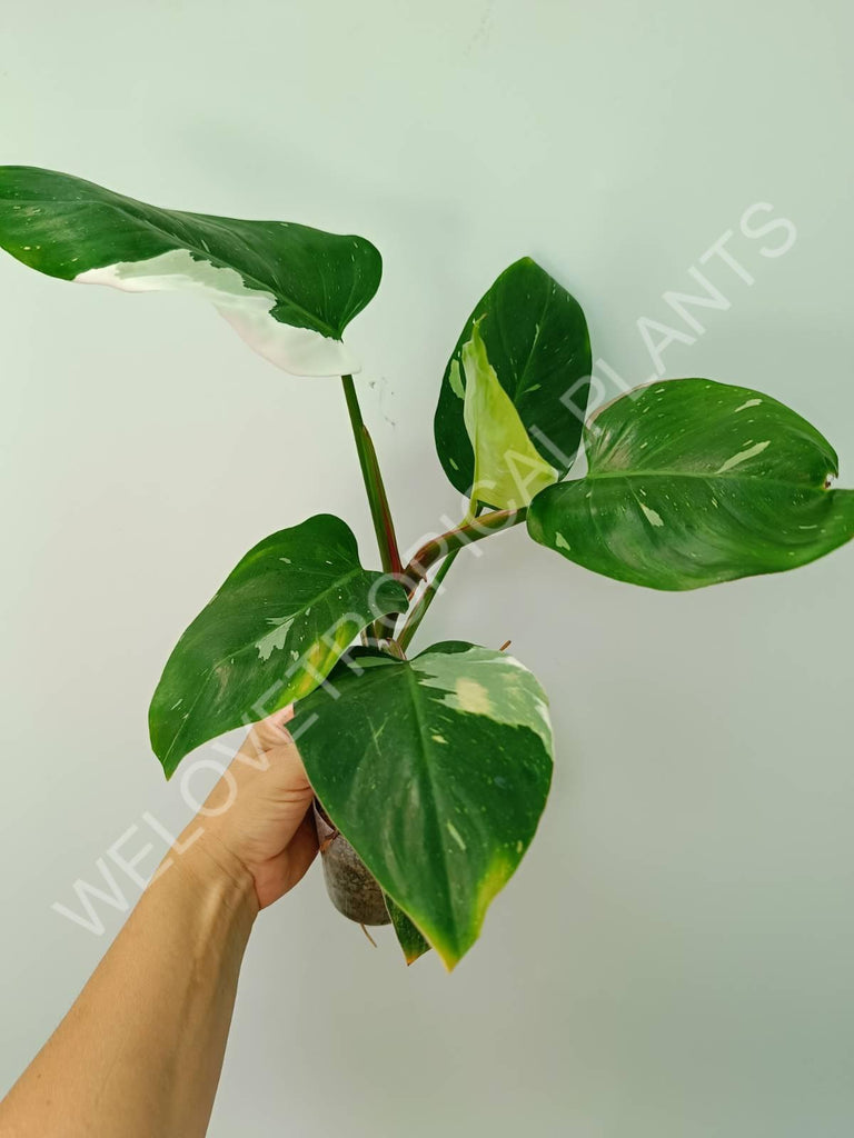 Philodendron white princess 