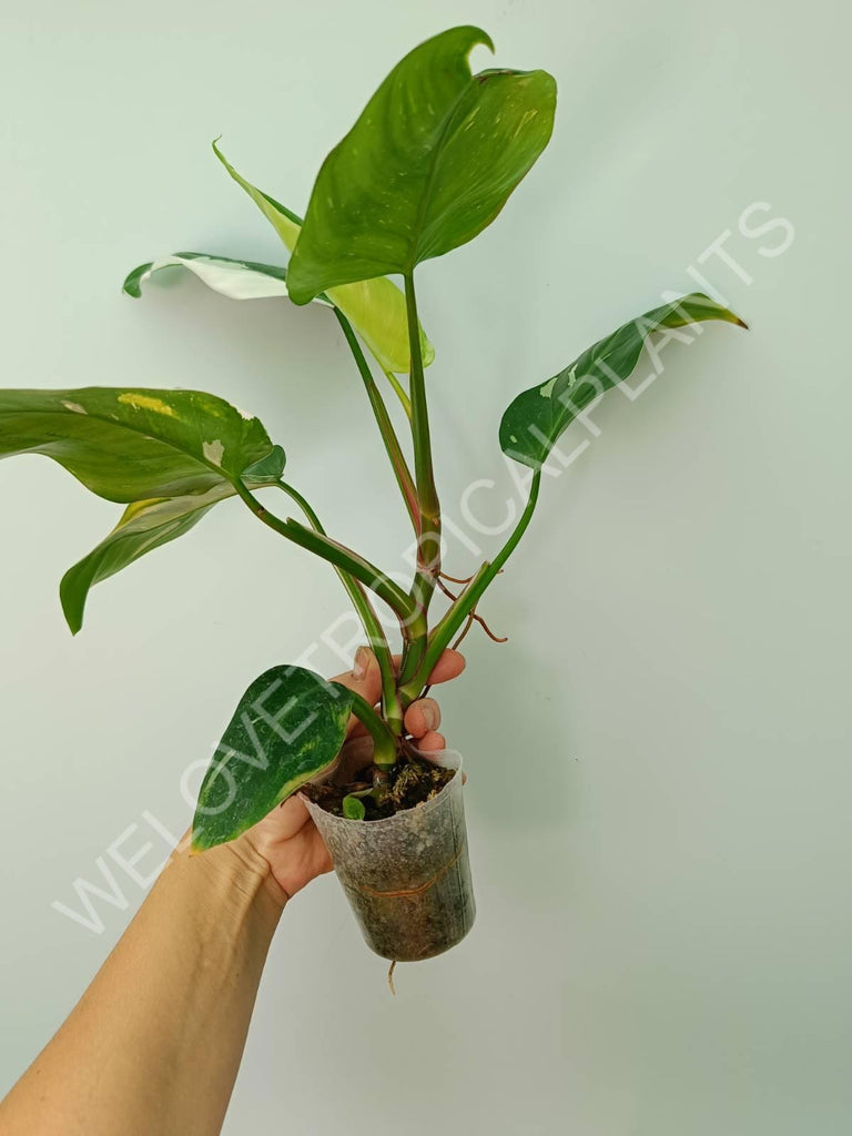 Philodendron white princess 