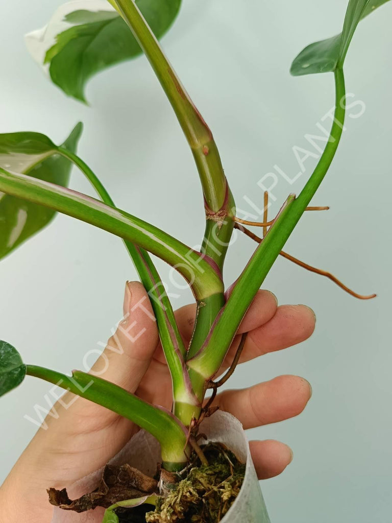 Philodendron white princess 