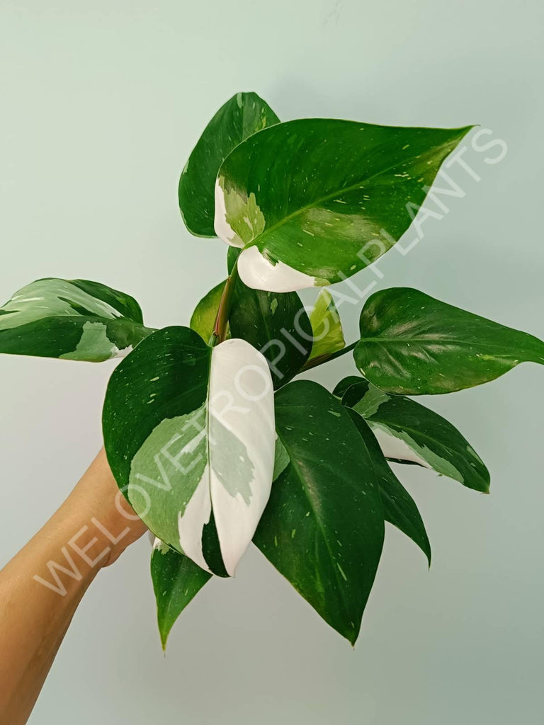 Philodendron white princess 