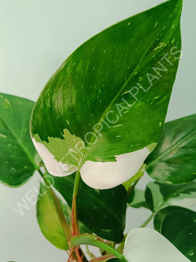 Philodendron white princess 