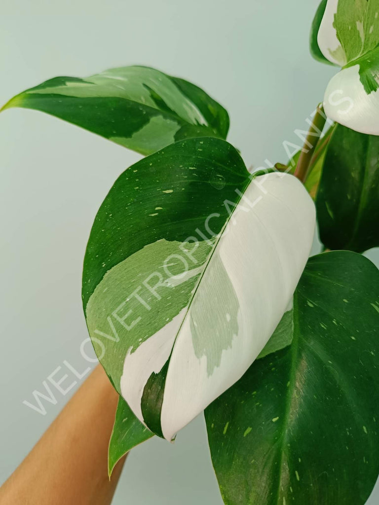 Philodendron white princess 