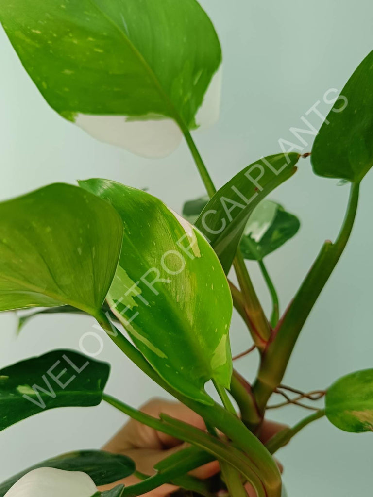 Philodendron white princess 