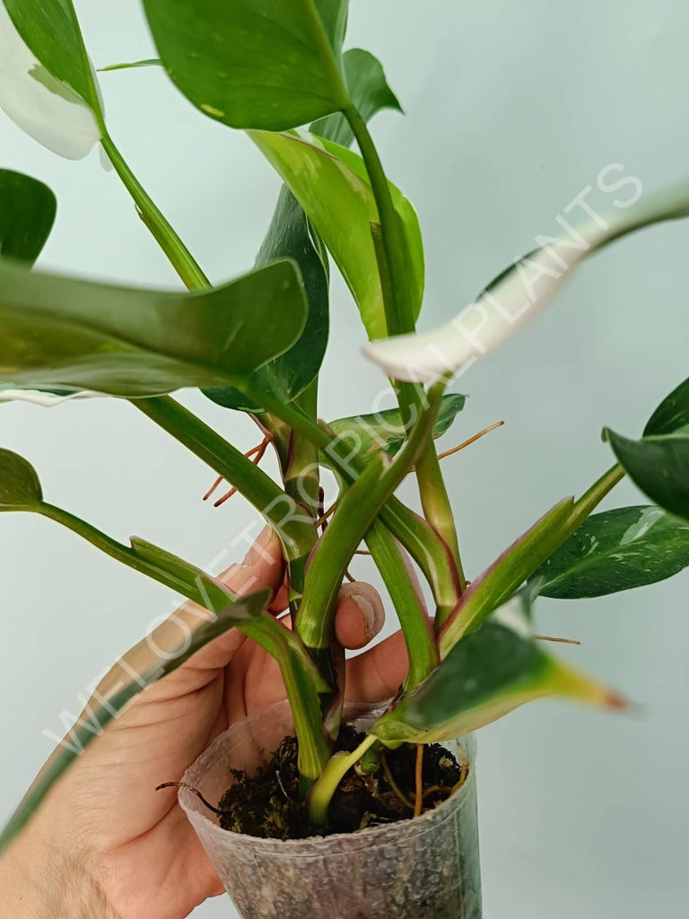 Philodendron white princess 