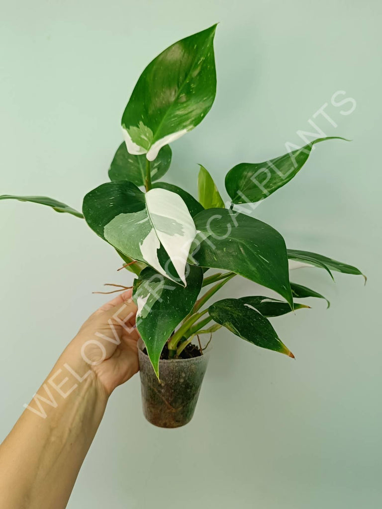 Philodendron white princess 