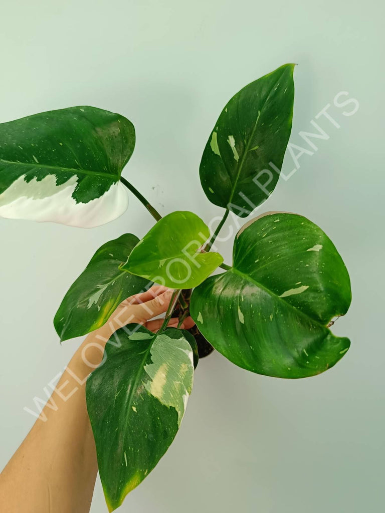 Philodendron white princess 