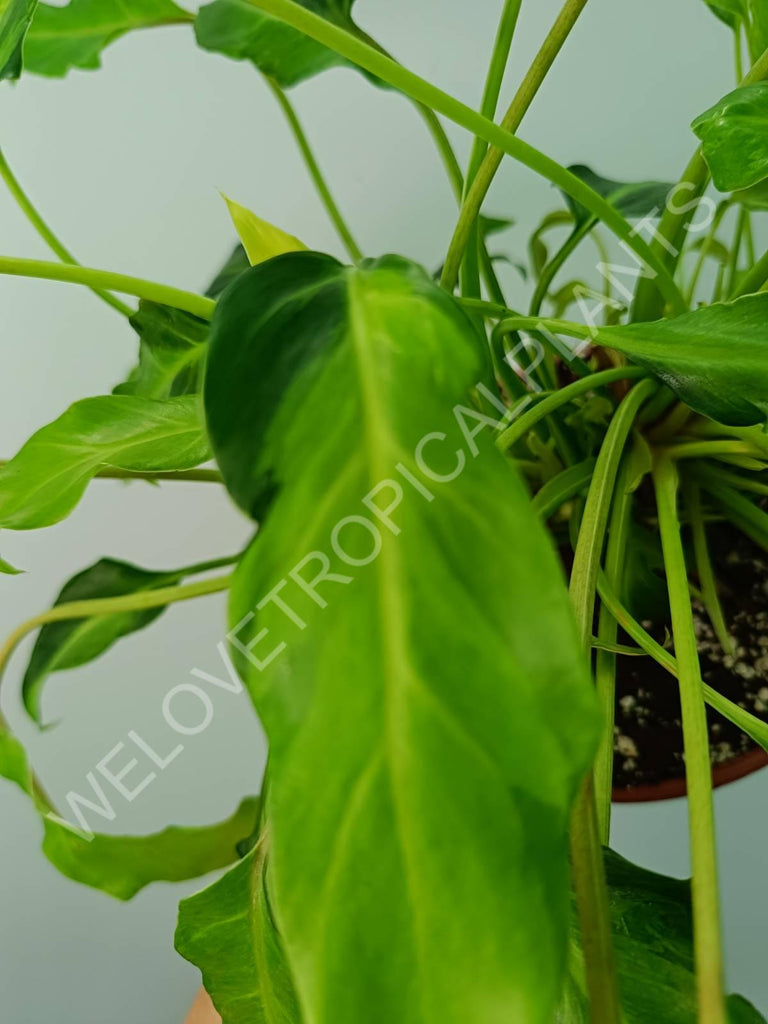 Philodendron xanadu dwarf variegata