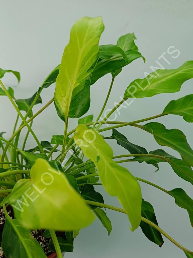 Philodendron xanadu dwarf variegata