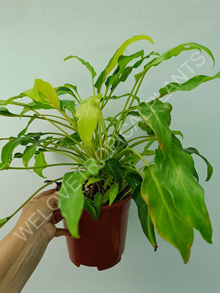 Philodendron xanadu dwarf variegata