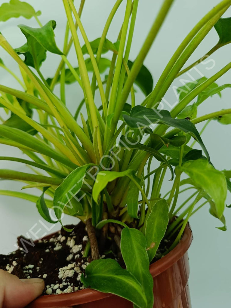 Philodendron xanadu dwarf variegata