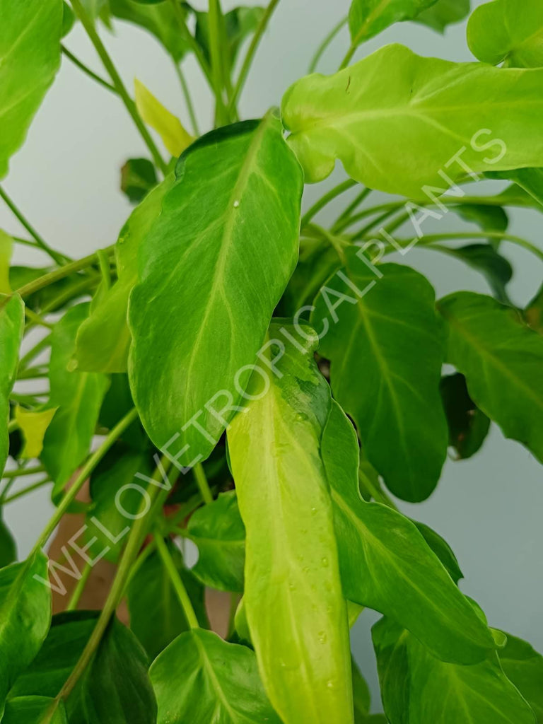 Philodendron xanadu dwarf variegata