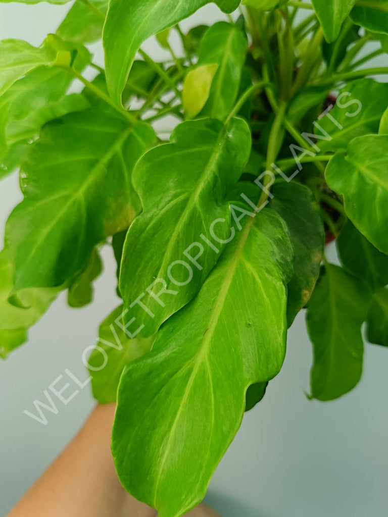 Philodendron xanadu dwarf variegata