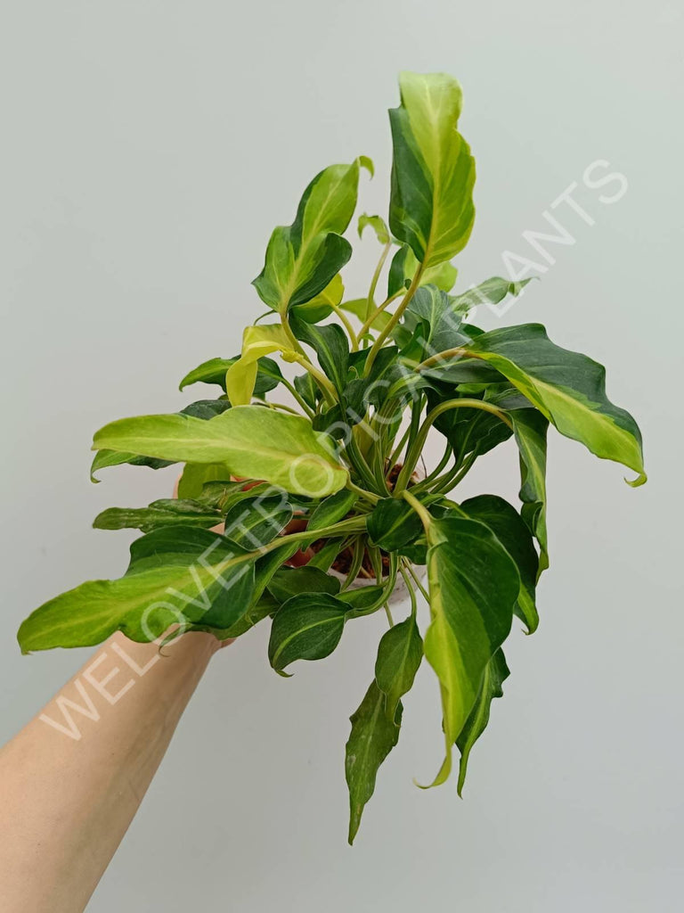 Philodendron xanadu dwarf variegata