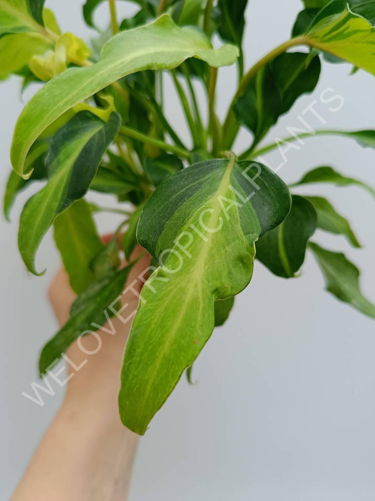 Philodendron xanadu dwarf variegata