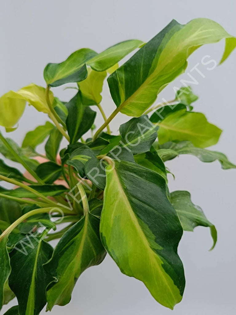 Philodendron xanadu dwarf variegata