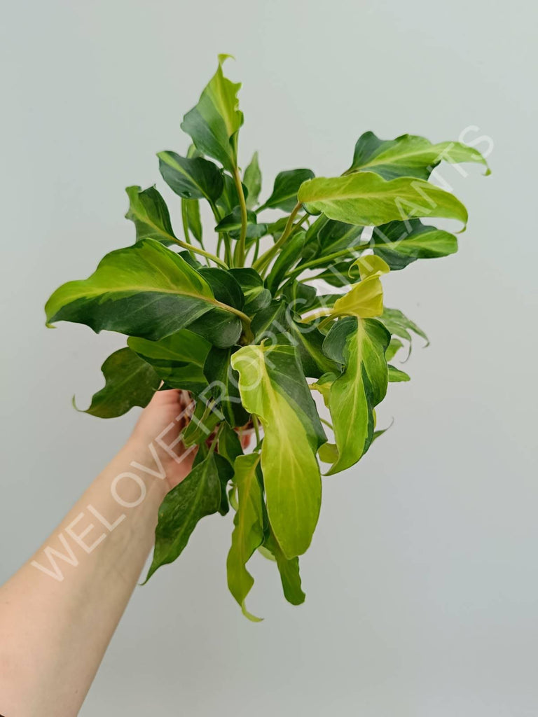 Philodendron xanadu dwarf variegata