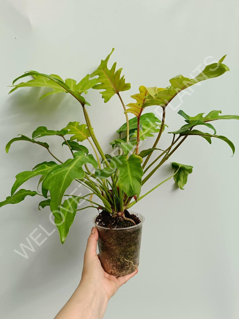 Philodendron xanadu dwarf variegata