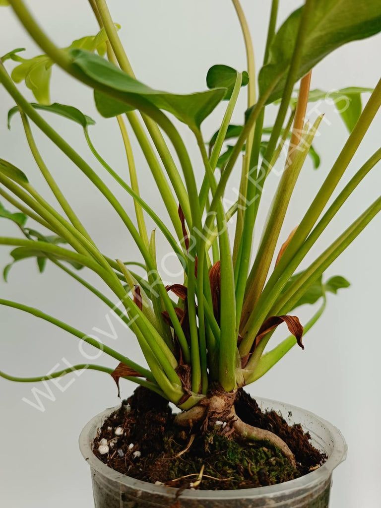 Philodendron xanadu dwarf variegata