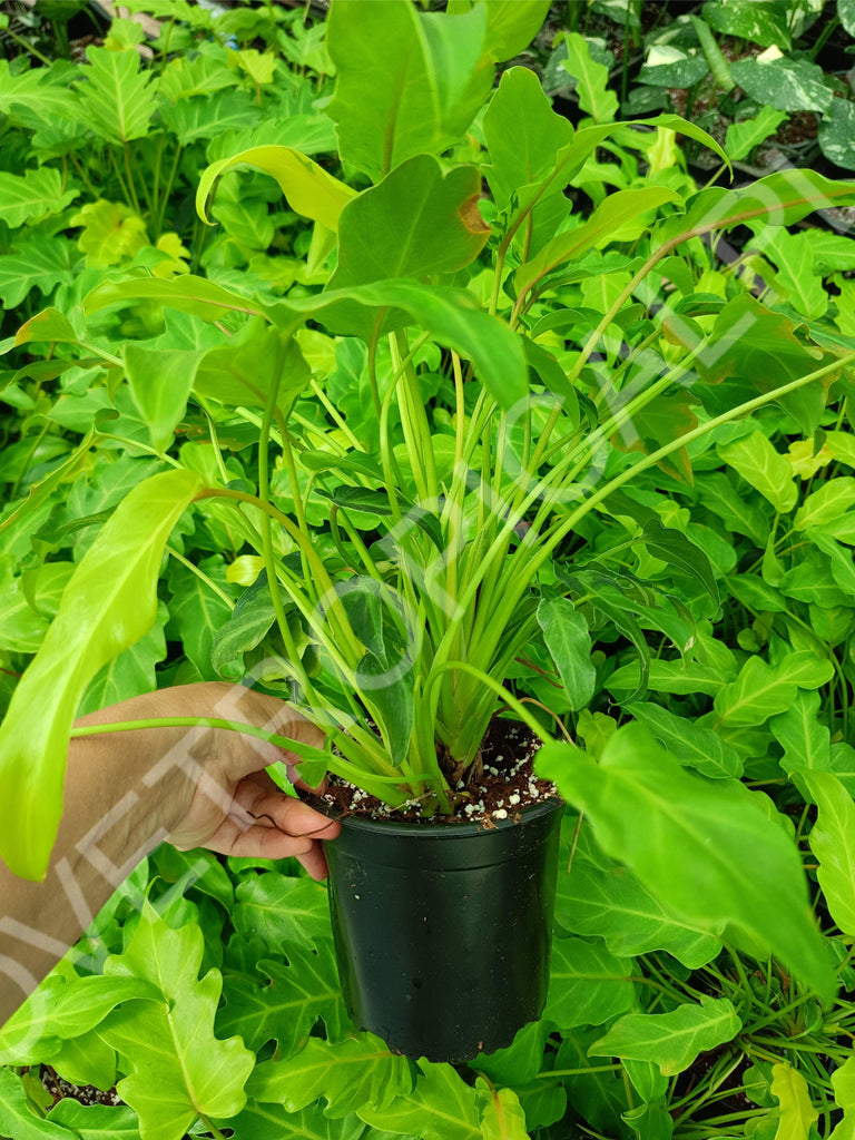 Philodendron xanadu dwarf variegata