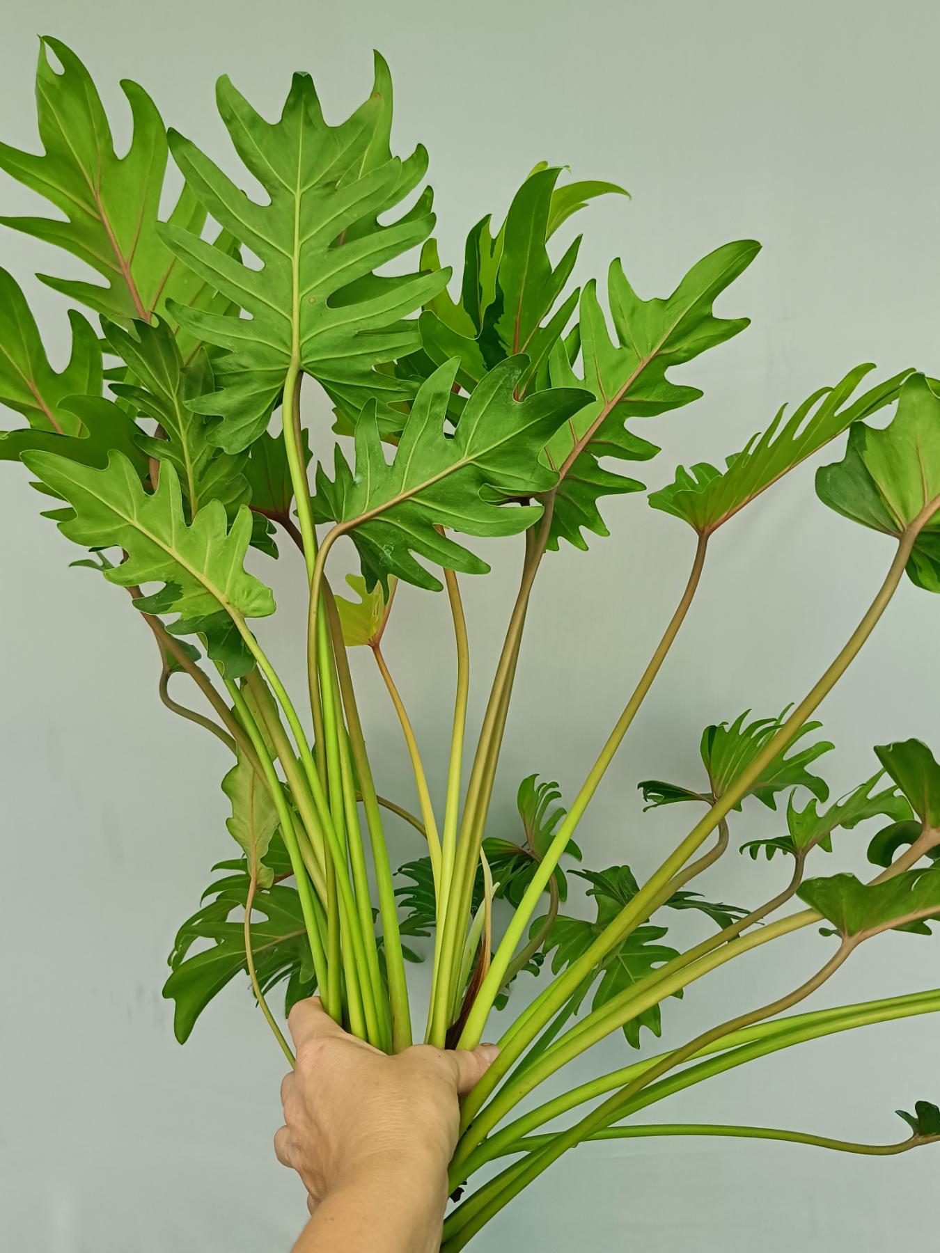 philodendron xanadu small Philodendron Xanadu Dwarf Variegata XL