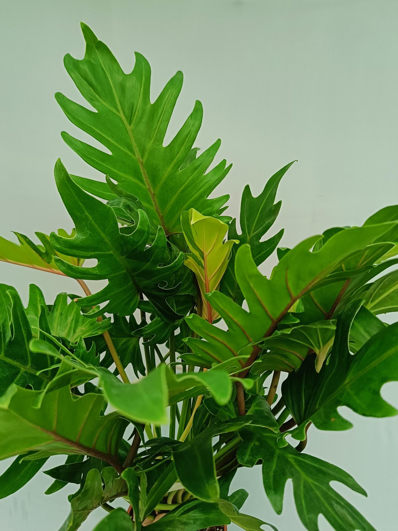 philodendron xanadu enzie Philodendron Xanadu Dwarf Variegata XL