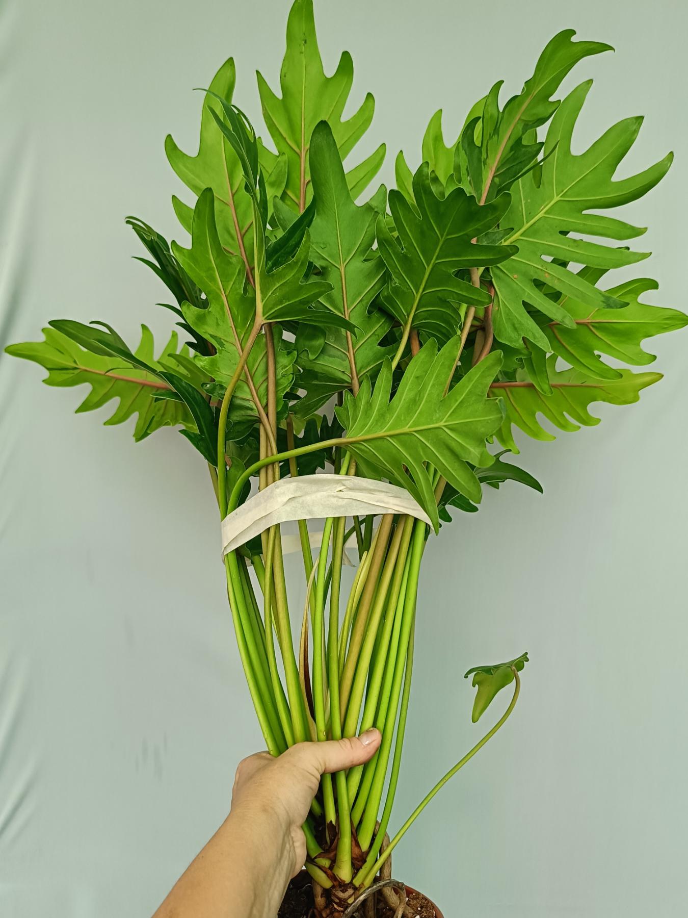 philodendron xanadu enzie Philodendron Xanadu Dwarf Variegata XL