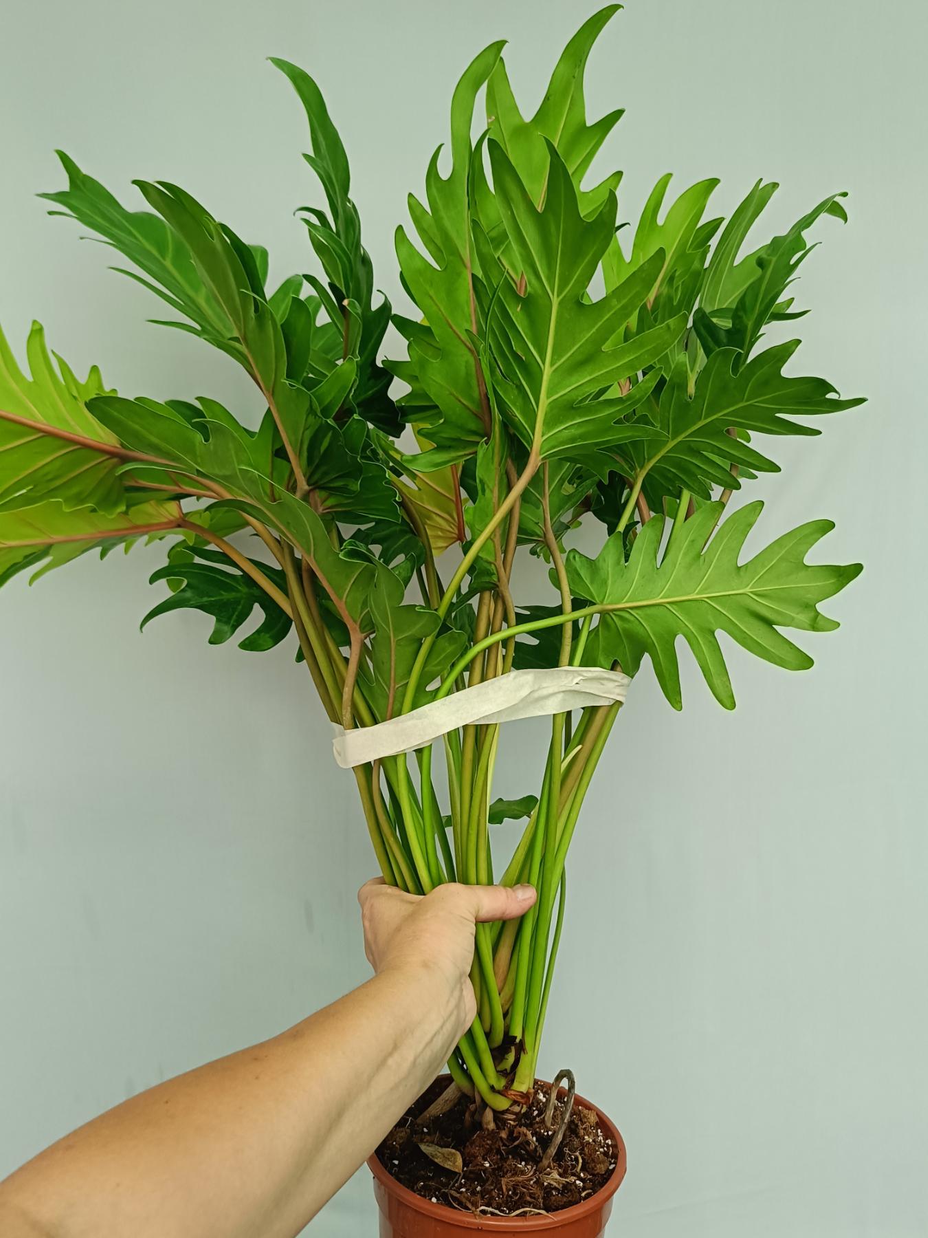 philodendron xanadu young Philodendron Xanadu Dwarf Variegata XL