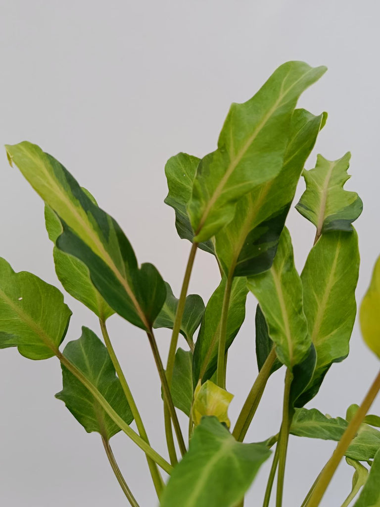 Philodendron xanadu dwarf variegata