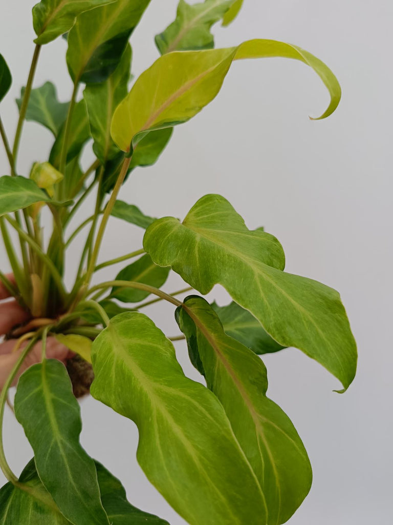 Philodendron xanadu dwarf variegata