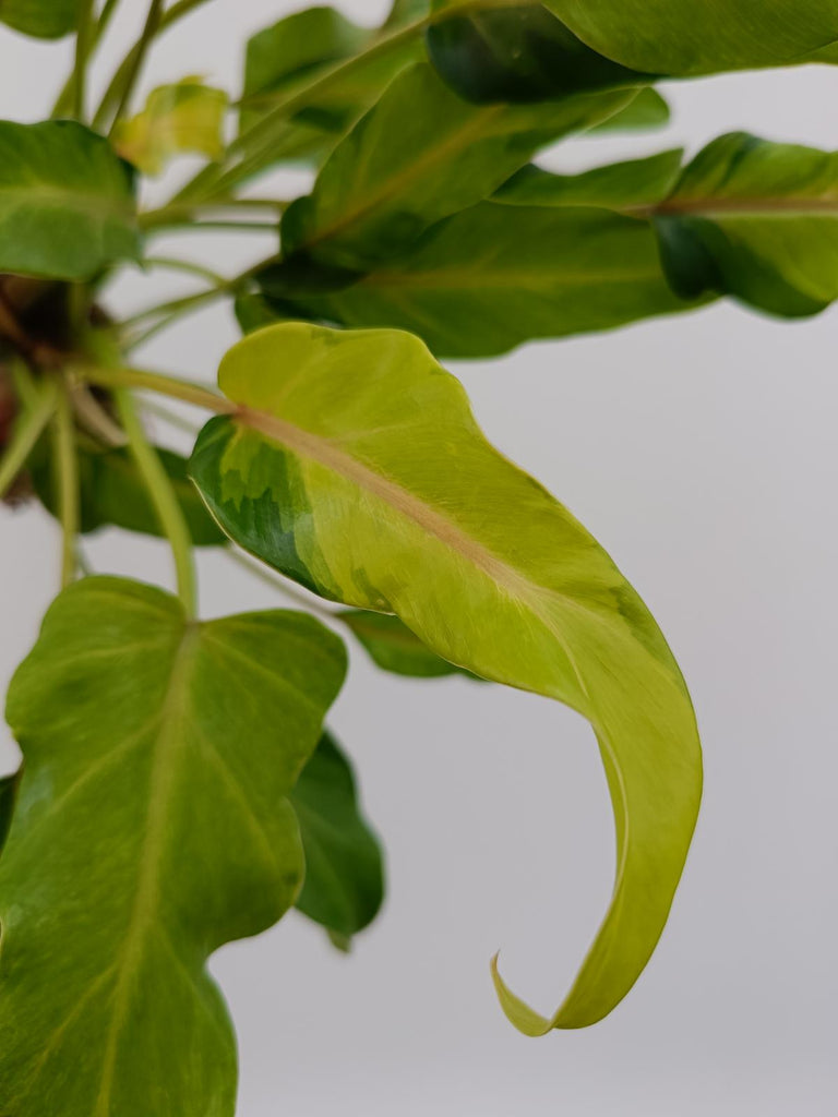 Philodendron xanadu dwarf variegata