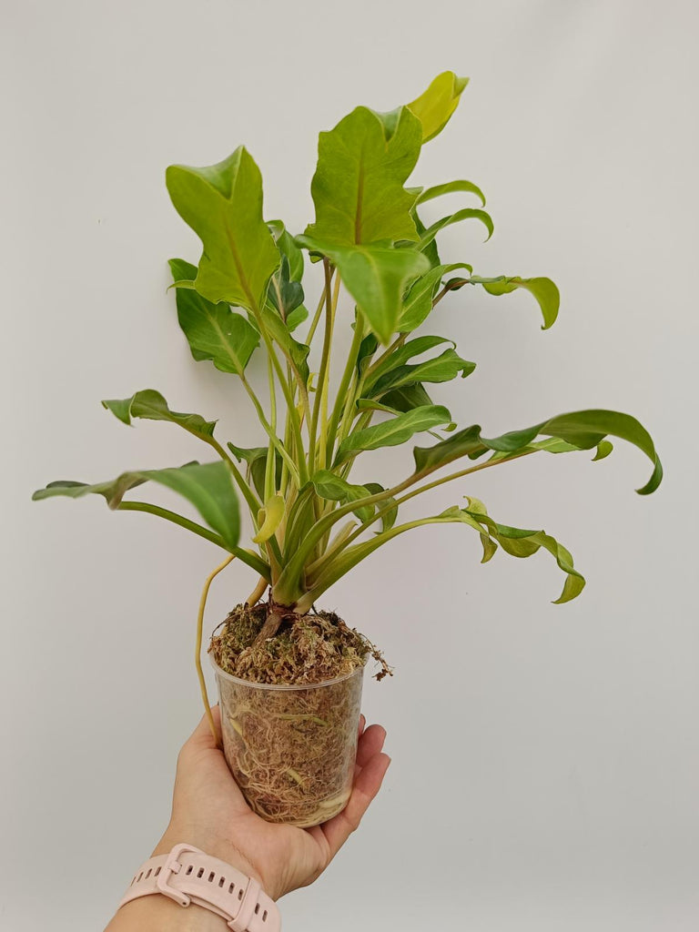 Philodendron xanadu dwarf variegata