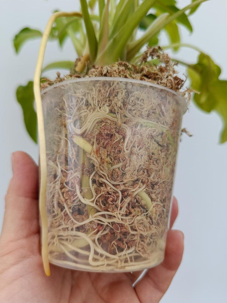 Philodendron xanadu dwarf variegata