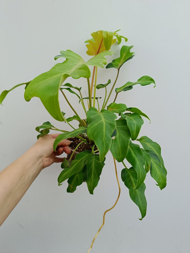 Philodendron xanadu dwarf variegated