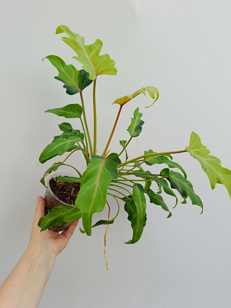 Philodendron xanadu dwarf variegated