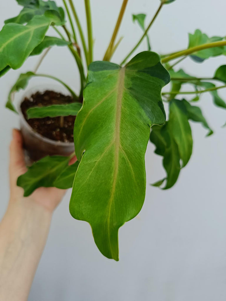 Philodendron xanadu dwarf variegated